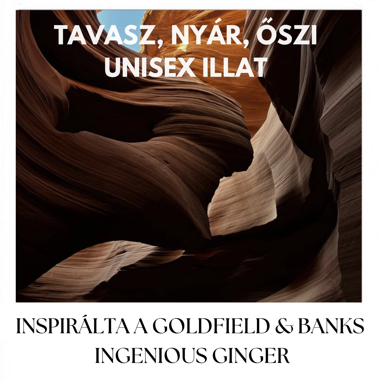 RAVINE GINGER